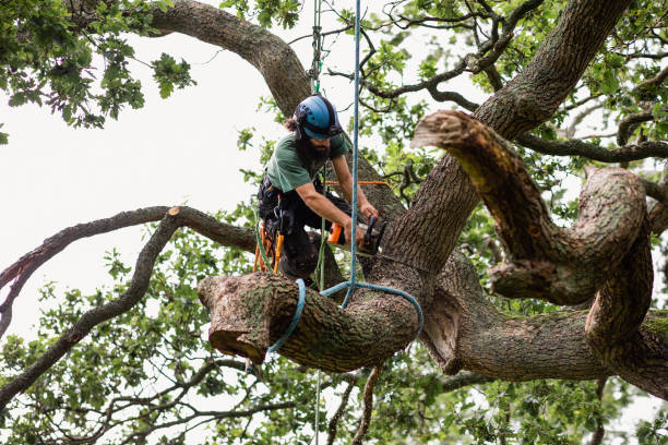 Best Tree Cabling and Bracing  in Sunnyside, GA